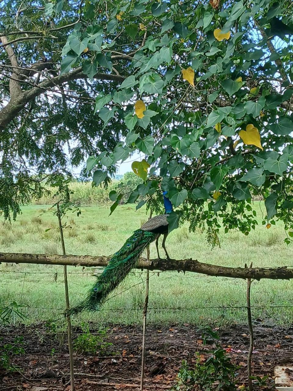 Lagoon Birds - Tangalle Exterior foto