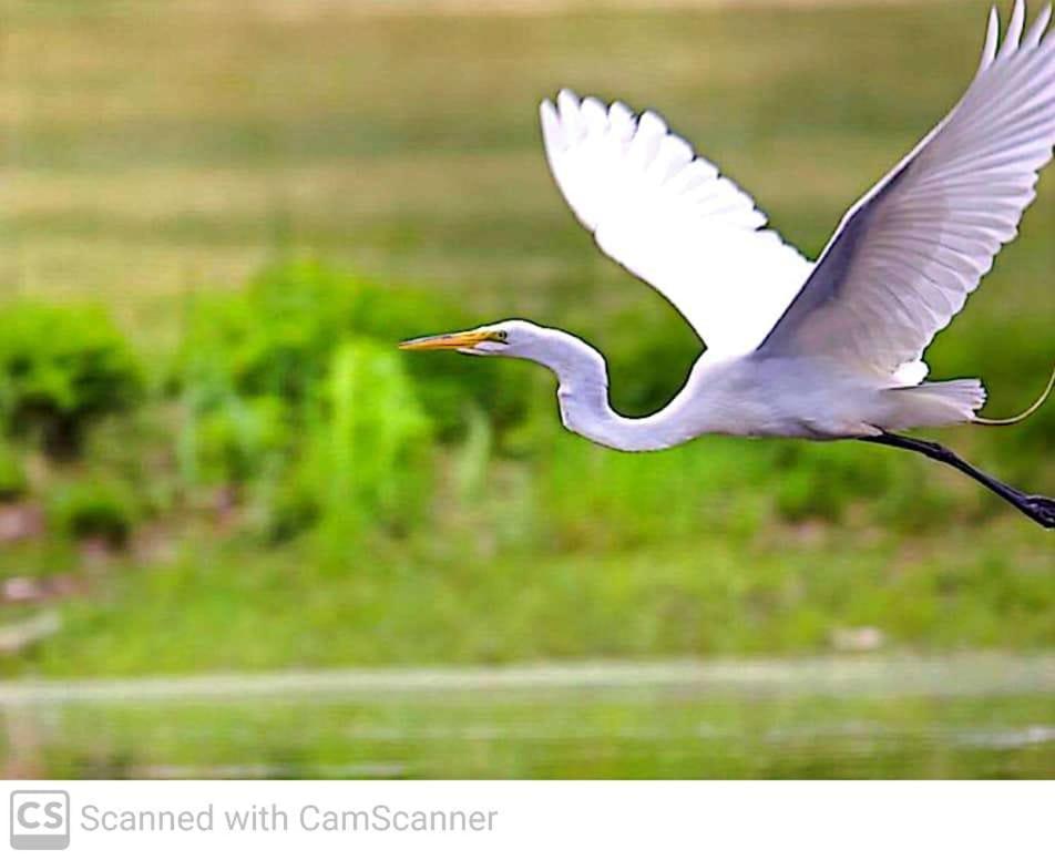 Lagoon Birds - Tangalle Exterior foto