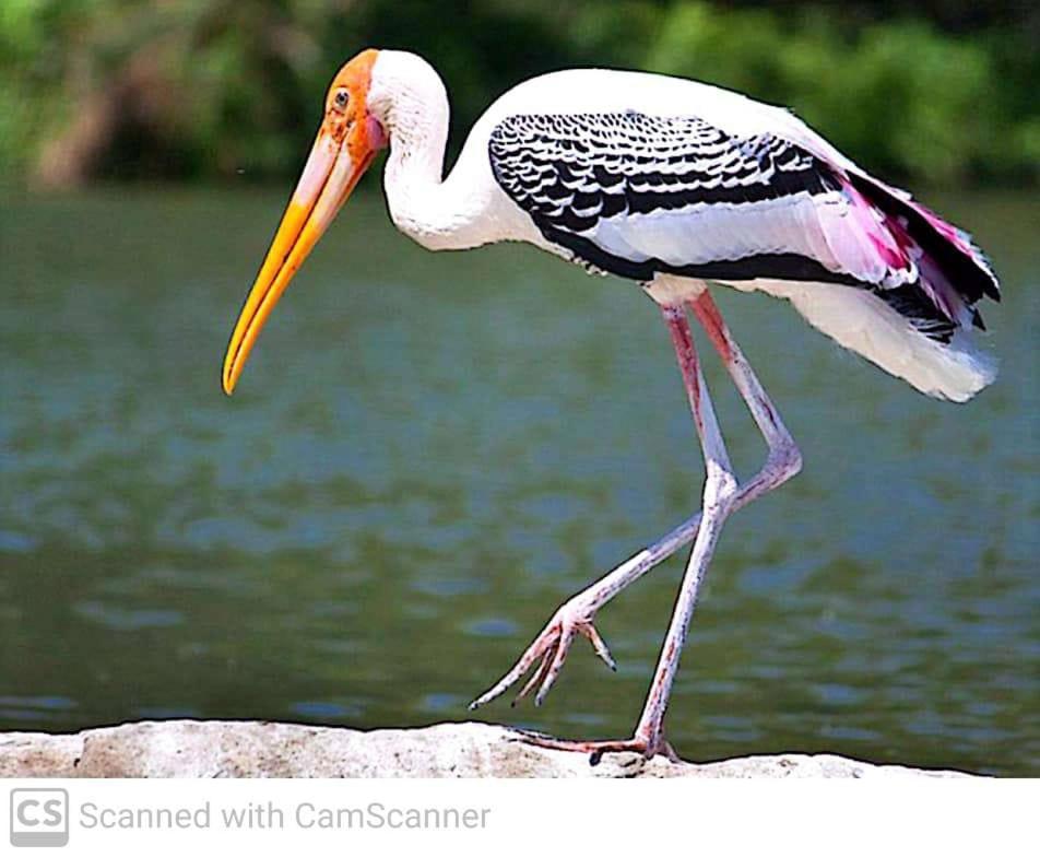 Lagoon Birds - Tangalle Exterior foto